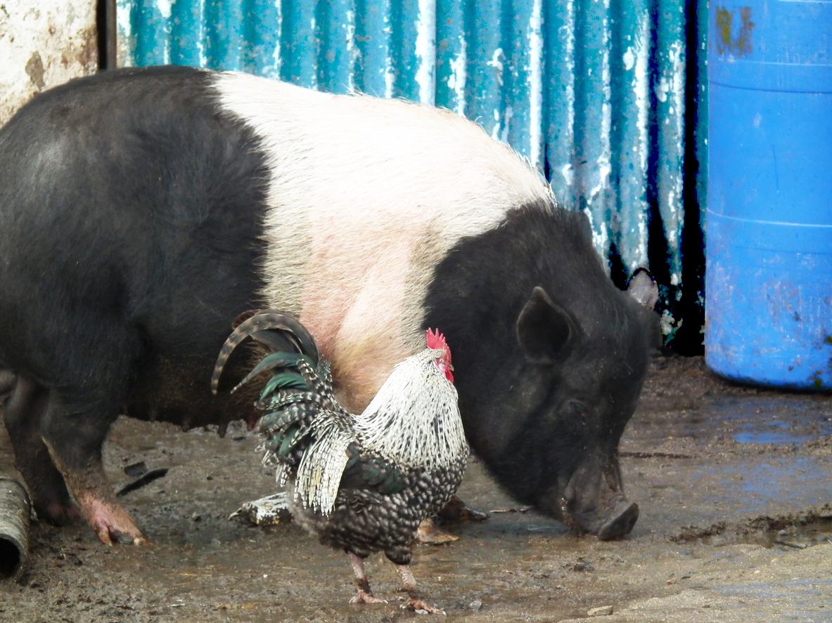 Pigs and Chickens 9P Online