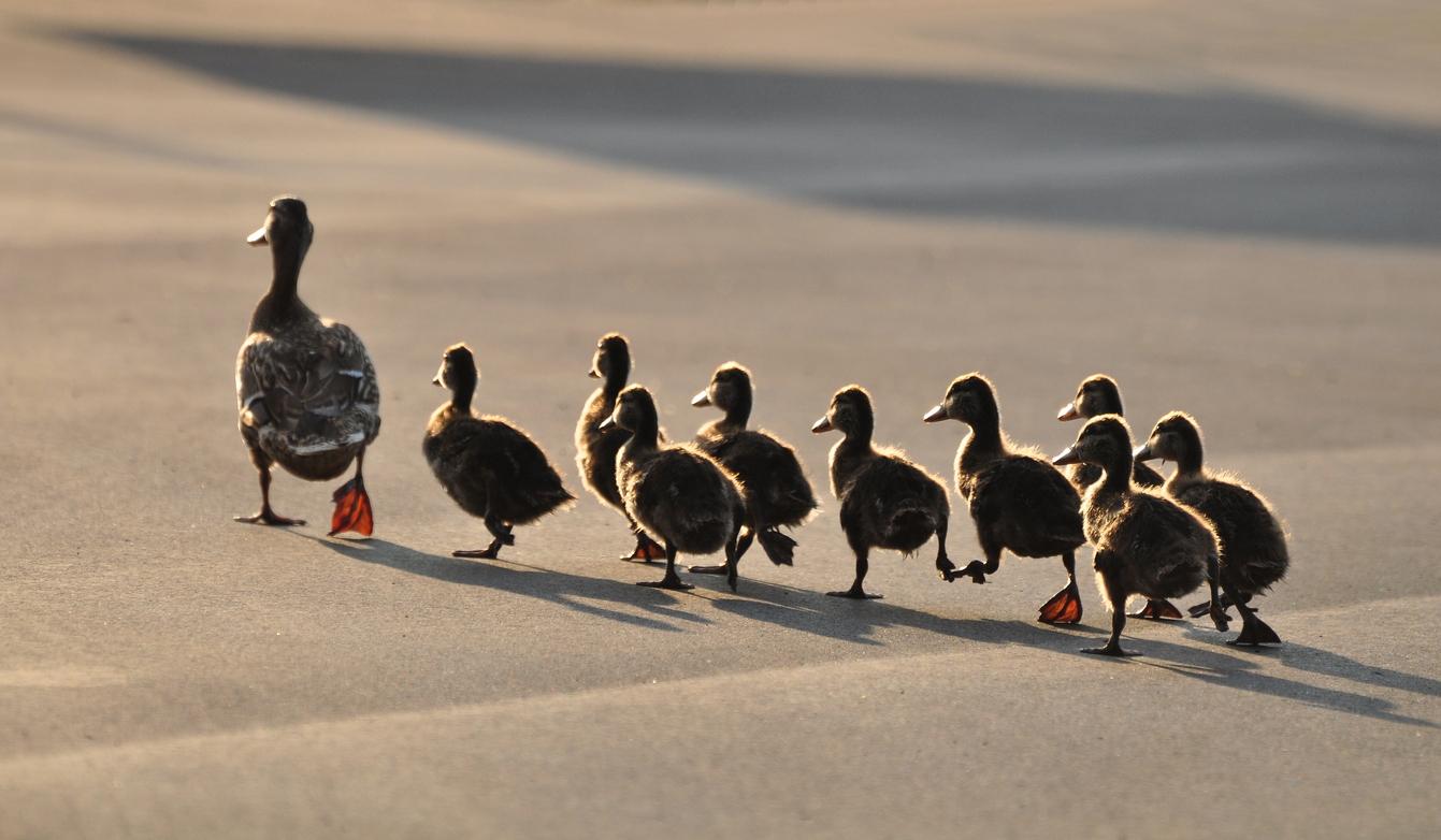 Duck family