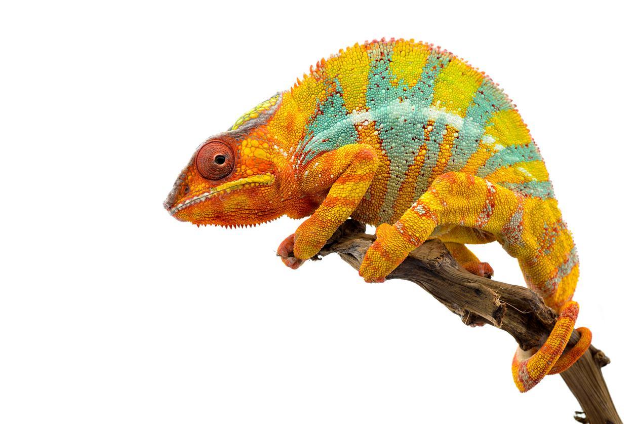 Yellow blue lizard