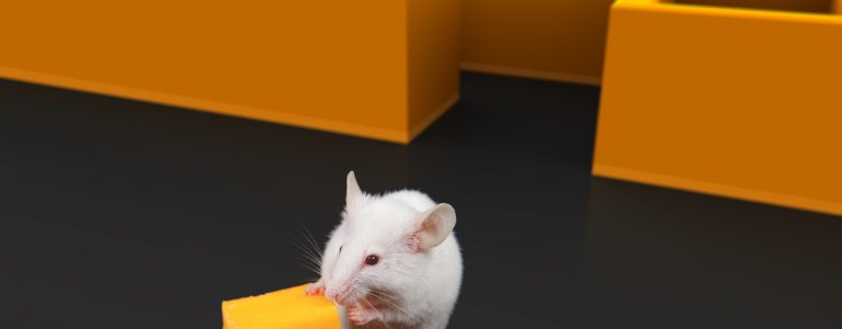 White mouse at exit of maze with Cheese.